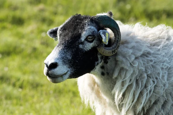 Portrét Ram Ovce Dívá Přímo Kamery Zelené Trávě Krásný Den — Stock fotografie