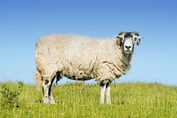 Ram Oveja Mirando Directamente Cámara Contra Cielo Azul Sobre Hierba — Foto de Stock