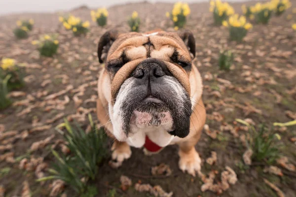 Red English/British Bulldog Dog out for a walk looking up sitting in the grass