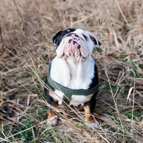 Black and white English/British Bulldog Dog looking up sitting in the grass
