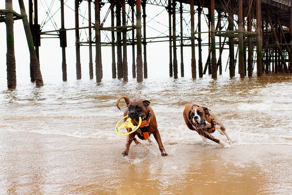 Two big dogs (boxers) playing and running on the beach
