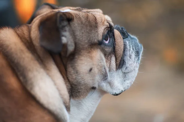 Closeup of the face of English/British Bulldog Dog looking at the side