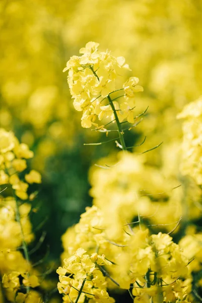Closeup Yellow Flowers Rape Field Sunny Day — Stock Photo, Image
