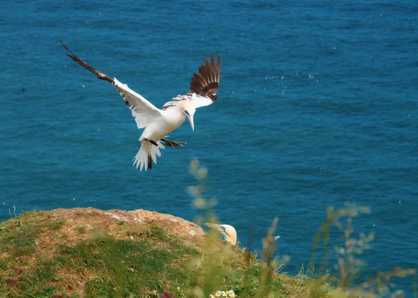 Gannet Wappert Zijn Vleugels Tegen Zee — Stockfoto