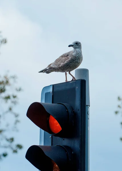 Seagull Sitting Traffic Light — Stock Photo, Image