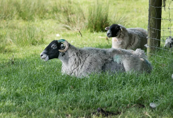 影の中の牧草地に横たわる羊 — ストック写真