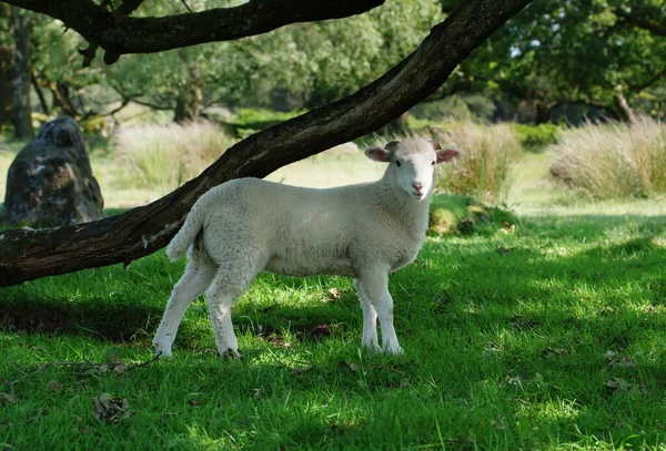 牧草地の上に小さな羊の放牧カメラを見て — ストック写真