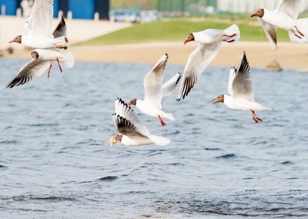 Seagulls Flying Lake Sunny Day — Stock Photo, Image