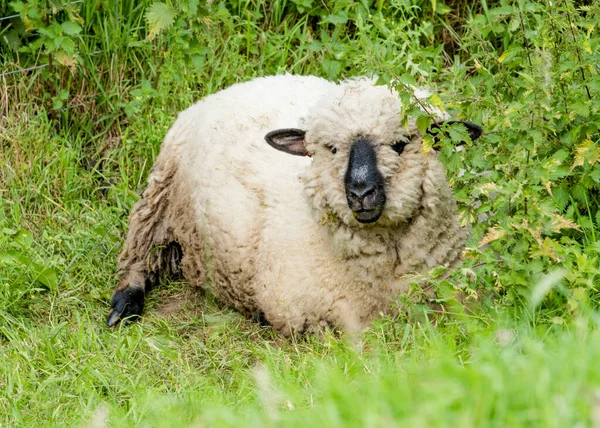 Pastoreo Cortó Pequeñas Ovejas Prado Tendidas Sobre Hierba Verde — Foto de Stock