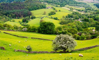 Her zamanki kırsal İngiltere Yorkshire 'da yeşil manzara