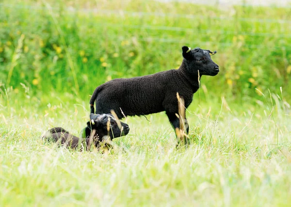 側を見て牧草地に放牧小さな黒い羊 — ストック写真