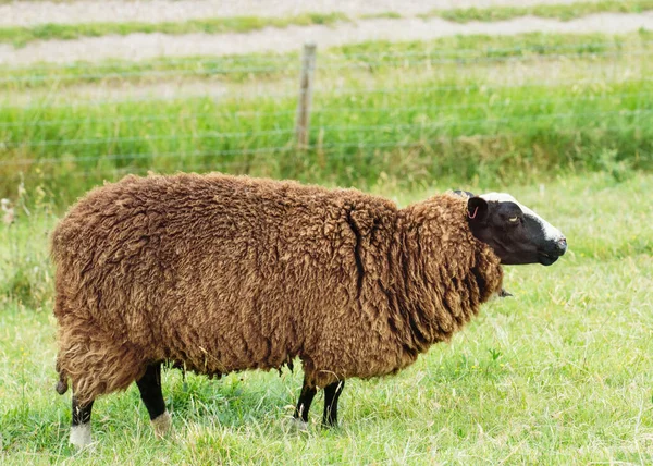 Pase Velké Hnědé Kudrnaté Ovce Louce Dívající Strany — Stock fotografie