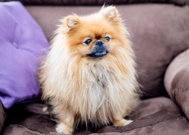 Ofisteki kahverengi sandalyede oturan kırmızı Spitz ve Pomeranian.