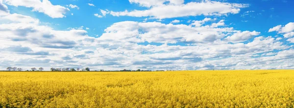 Панорама Поля Желтого Рапса Голубого Облачного Неба Жаркий Весенний День — стоковое фото
