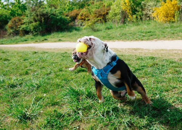 Schwarz Weiße Englische Britische Bulldogge Geht Spazieren Springt Und Fängt — Stockfoto