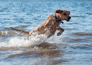 Kırmızı köpek koşuyor ve suda oynuyor.