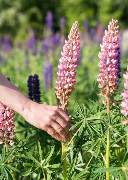 Kobieta Coraz Pink Lupines Zielonej Trawie Słoneczny Dzień — Zdjęcie stockowe