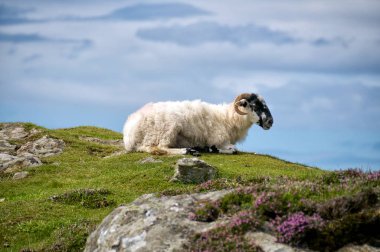 İrlandalı koyun dinlenme