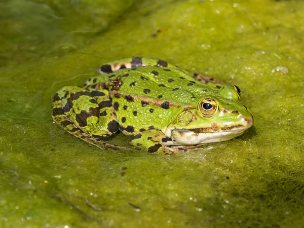 FROG EN POND — Photo