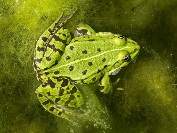 Frosch im Teich — Stockfoto