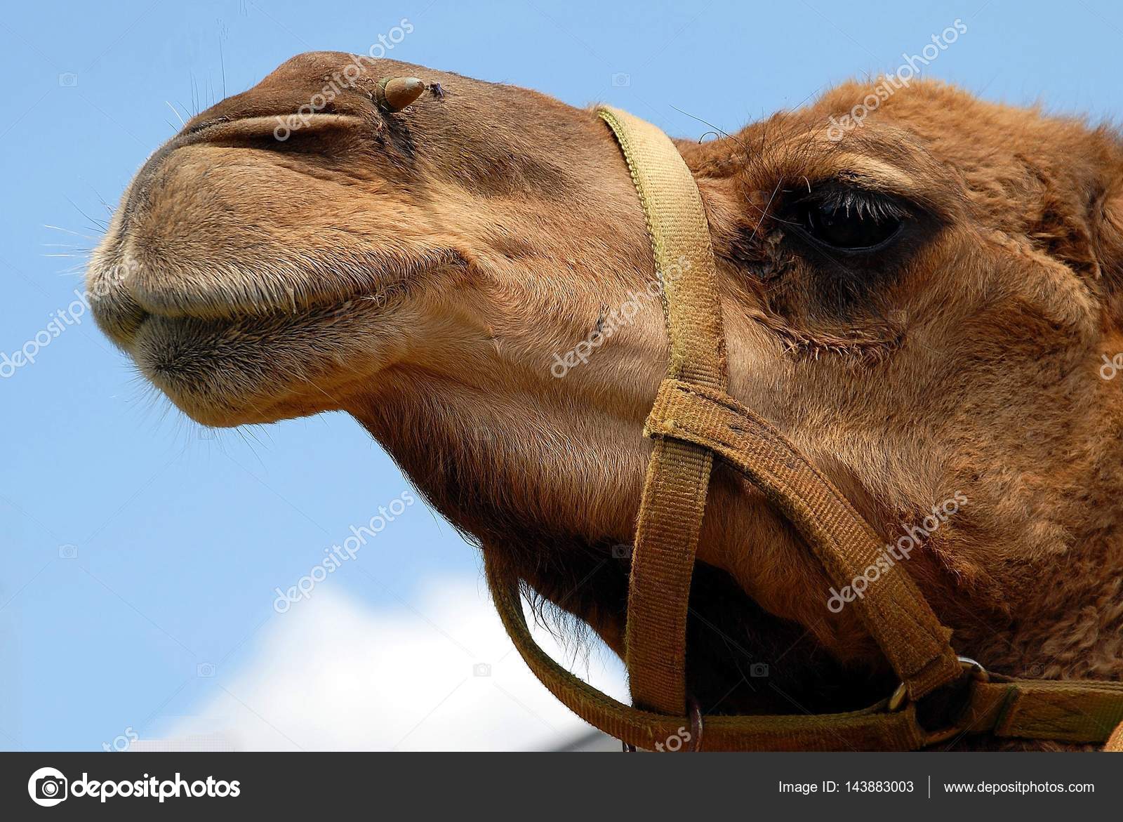 Camel Face Closeup Stock Photo C Howdy76