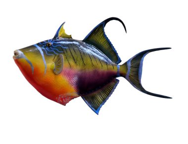 Colorful Mounted Trigger Fish clipart