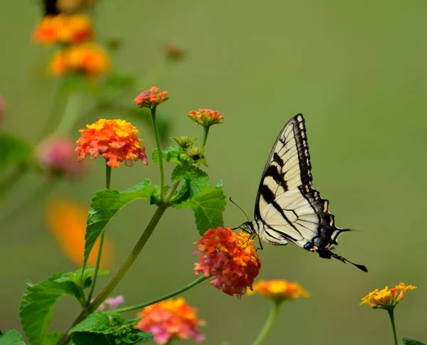 Güzel swallowtail kelebek — Stok fotoğraf