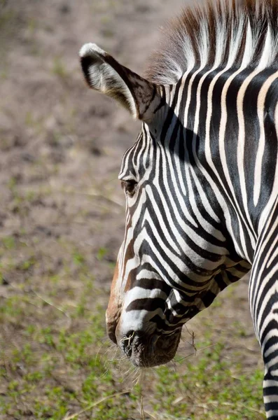 Fondo del perfil de Zebra —  Fotos de Stock