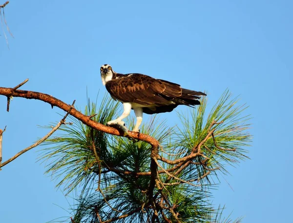 Osprey i det vilda — Stockfoto