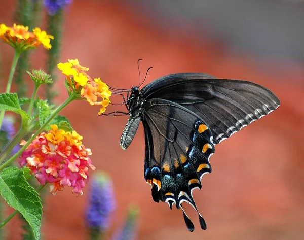 Black Swallowtail Butterfly Background — Stock Photo, Image