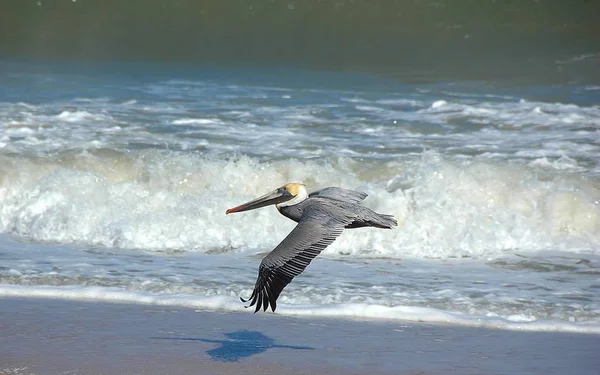 Pelicano voando sobre o oceano surf — Fotografia de Stock