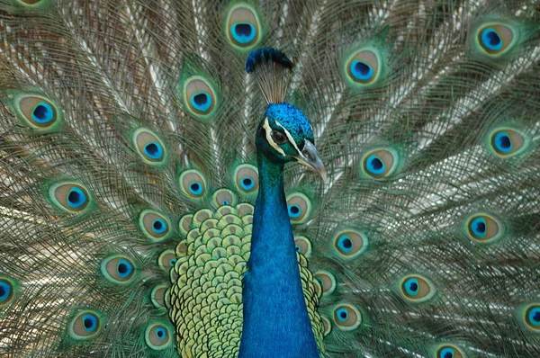 Vackra Peacock bakgrund — Stockfoto