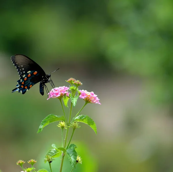 Svart swallowtail butterfly — Stockfoto