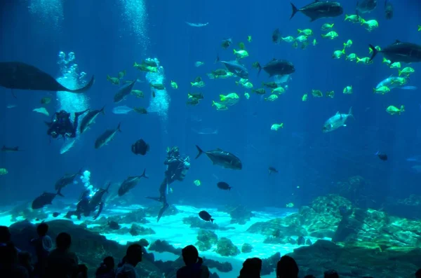 Peces tropicales en el acuario interior — Foto de Stock