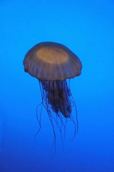 Jellyfish at indoor aquarium