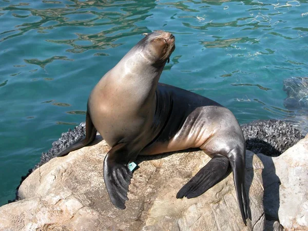 米国フロリダ州水族館でシール — ストック写真