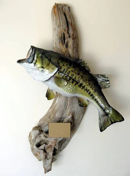 Duży Mouth Bass ryb Mount — Zdjęcie stockowe