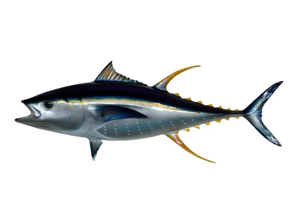Zamontować tuńczyka Fin żółty — Zdjęcie stockowe