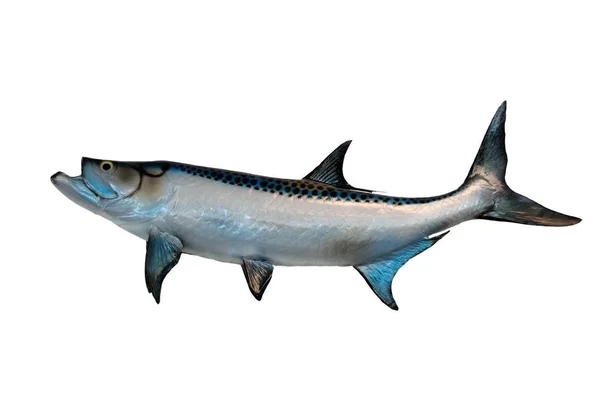 Saltwater Tarpon fish mount — Stock Photo, Image