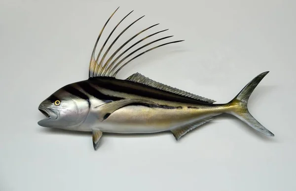 Морская рыба-петух — стоковое фото
