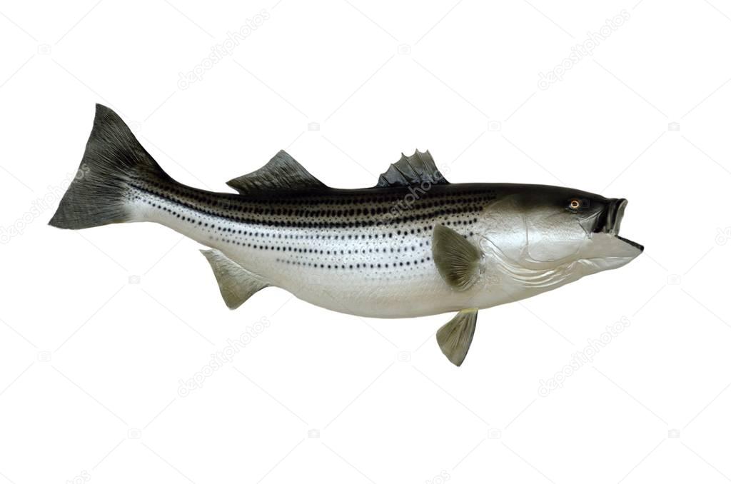 Saltwater Striped Bass Fish Mount