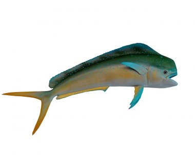 Dolphin or Mahi Mahi fish mount clipart