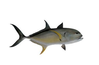 Saltwater Jack Cavelle fish mount clipart