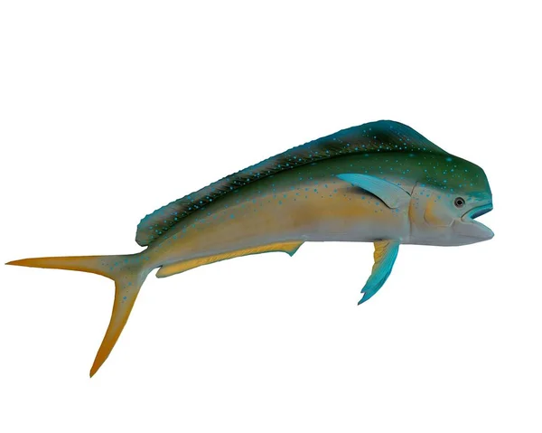 Dolphin lub Mahi Mahi mount ryb — Zdjęcie stockowe