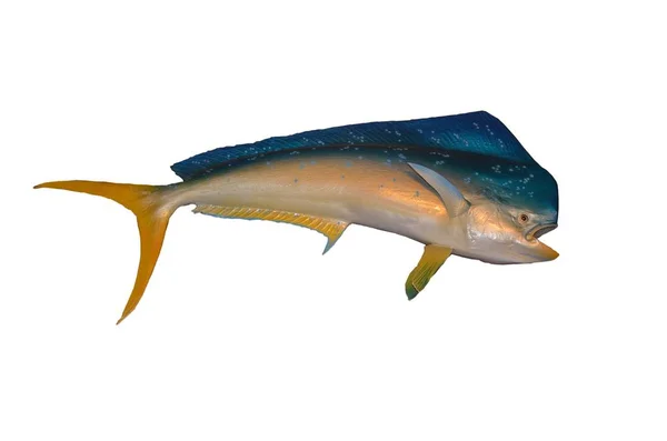 Dolphin or Mahi Mahi fish mount — Stock Photo, Image