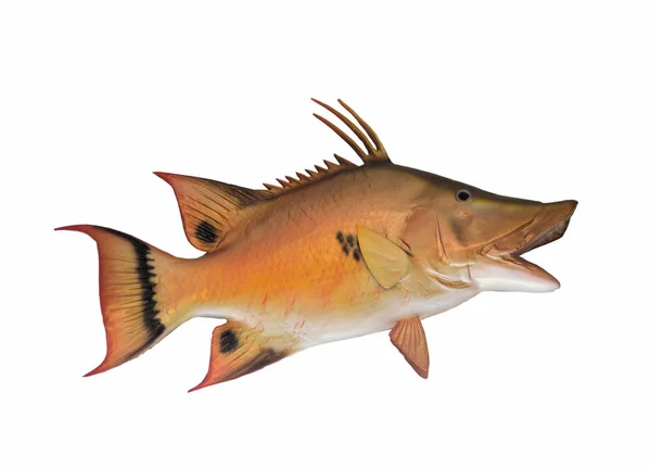 Saltwater Hog Fish mount — Stock Photo, Image