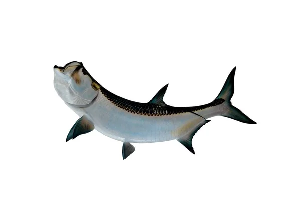 Tuzlu su Tarpon balık bağlama