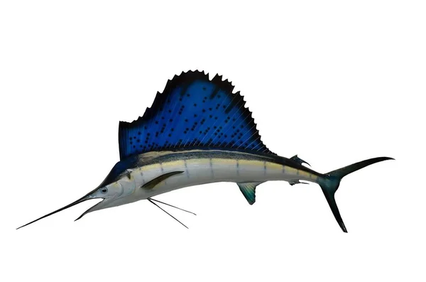 Saltvatten Sailfish monterad — Stockfoto