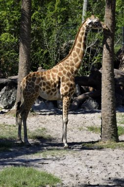 Hayvanat bahçesinde zürafa