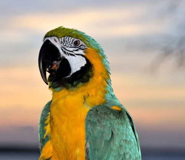 カラフルなコンゴウインコのオウム — ストック写真